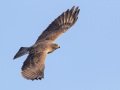 Swainson's Hawk - Borrego Springs--Di Giorgio Hawkwatch, San Diego, California, March 2014-2017