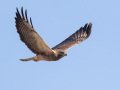 Swainson's Hawk - Borrego Springs--Di Giorgio Hawkwatch, San Diego, California, March 2014-2017