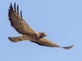 Swainson's Hawk - Borrego Springs--Di Giorgio Hawkwatch, San Diego, California, March 2014-2017