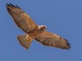 Swainson's Hawk - Borrego Springs--Di Giorgio Hawkwatch, San Diego, California, March 2014-2017