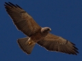 Swainson's Hawk