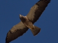 Swainson's Hawk