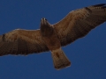 Swainson's Hawk