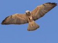 Swainson's Hawk - Borrego Springs--Di Giorgio Hawkwatch, San Diego, California, March 2014-2017