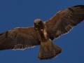 Swainson's Hawk