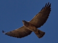 Swainson's Hawk