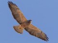 Swainson's Hawk - Borrego Springs--Di Giorgio Hawkwatch, San Diego, California, March 2014-2017