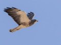 Swainson's Hawk - Borrego Springs--Di Giorgio Hawkwatch, San Diego, California, March 2014-2017
