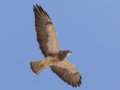 Swainson's Hawk - Borrego Springs--Di Giorgio Hawkwatch, San Diego, California, March 2014-2017