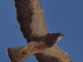 Swainson's Hawk