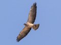 Swainson's Hawk - Borrego Springs--Di Giorgio Hawkwatch, San Diego, California, March 2014-2017
