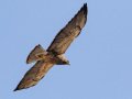 Swainson's Hawk - Borrego Springs--Di Giorgio Hawkwatch, San Diego, California, March 2014-2017