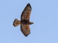 Swainson's Hawk - Borrego Springs--Di Giorgio Hawkwatch, San Diego, California, March 2014-2017