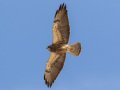 Swainson's Hawk - Borrego Springs--Di Giorgio Hawkwatch, San Diego, California, March 2014-2017