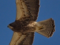 Swainson's Hawk