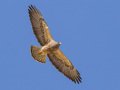 Swainson's Hawk - Borrego Springs--Di Giorgio Hawkwatch, San Diego, California, March 2014-2017