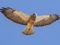 Swainson's Hawk - Borrego Springs--Di Giorgio Hawkwatch, San Diego, California, March 2014-2017