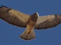 Swainson's Hawk