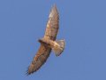 Swainson's Hawk - Borrego Springs--Di Giorgio Hawkwatch, San Diego, California, March 2014-2017