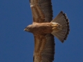 Swainson's Hawk