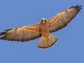 Swainson's Hawk - Borrego Springs--Di Giorgio Hawkwatch, San Diego, California, March 2014-2017