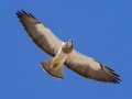 Swainson's Hawk - Borrego Springs--Di Giorgio Hawkwatch, San Diego, California, March 2014-2017