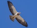 Swainson's Hawk - Borrego Springs--Di Giorgio Hawkwatch, San Diego, California, March 2014-2017