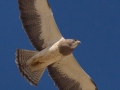 Swainson's Hawk