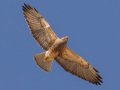 Swainson's Hawk - Borrego Springs--Di Giorgio Hawkwatch, San Diego, California, March 2014-2017