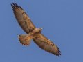 Swainson's Hawk - Borrego Springs--Di Giorgio Hawkwatch, San Diego, California, March 2014-2017