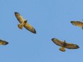 Swainson's Hawks - Borrego Springs--Di Giorgio Hawkwatch, San Diego, California, March 2014-2017