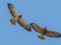 Swainson's Hawks - Borrego Springs--Di Giorgio Hawkwatch, San Diego, California, March 2014-2017