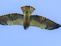 Swainson's Hawk - Borrego Springs--Di Giorgio Hawkwatch, San Diego, California, March 2014-2017