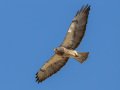 Swainson's Hawk - Borrego Springs--Di Giorgio Hawkwatch, San Diego, California, March 2014-2017