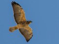 Swainson's Hawk - Borrego Springs--Di Giorgio Hawkwatch, San Diego, California, March 2014-2017