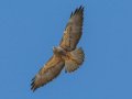 Swainson's Hawk - Borrego Springs--Di Giorgio Hawkwatch, San Diego, California, March 2014-2017