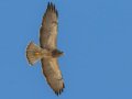 Swainson's Hawk - Borrego Springs--Di Giorgio Hawkwatch, San Diego, California, March 2014-2017