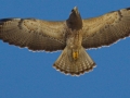 Swainson's Hawk