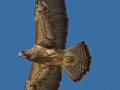 Swainson's Hawk