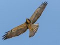 Swainson's Hawk - Borrego Springs--Di Giorgio Hawkwatch, San Diego, California, March 2014-2017