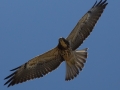 Swainson's Hawk