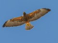 Swainson's Hawk - Borrego Springs--Di Giorgio Hawkwatch, San Diego, California, March 2014-2017