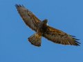 Swainson's Hawk - Borrego Springs--Di Giorgio Hawkwatch, San Diego, California, March 2014-2017