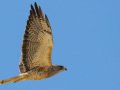Swainson's Hawk - Borrego Springs--Di Giorgio Hawkwatch, San Diego, California, March 2014-2017