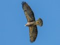 Swainson's Hawk - Borrego Springs--Di Giorgio Hawkwatch, San Diego, California, March 2014-2017