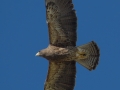 Swainson's Hawk