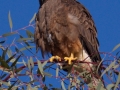 Swainson's Hawk