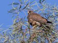 Swainson's Hawk - Borrego Springs--Di Giorgio Hawkwatch, San Diego, California, March 2014-2017