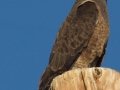 Swainson's Hawk