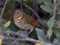 Swainson's Thrush